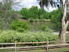 savannah11.jpg.JPG (4259004 bytes)