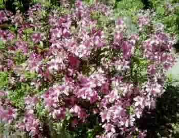 Flowers on grounds at Christ Church