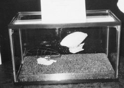 Micajah Dyer's flying machine model